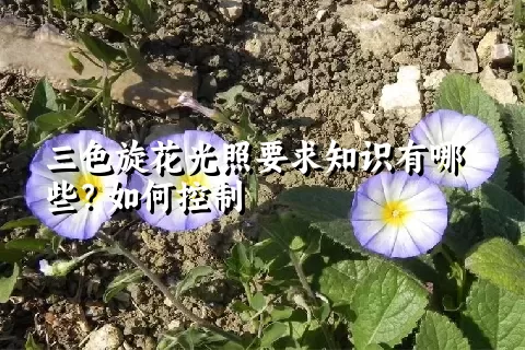 三色旋花光照要求知识有哪些？如何控制