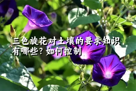 三色旋花对土壤的要求知识有哪些？如何控制