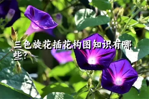 三色旋花插花构图知识有哪些？