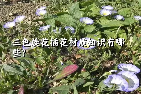 三色旋花插花材质知识有哪些？