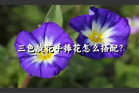 三色旋花手捧花怎么搭配？