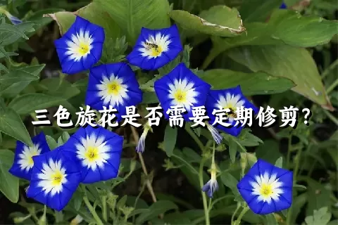 三色旋花是否需要定期修剪？