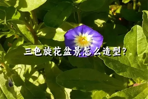 三色旋花盆景怎么造型？