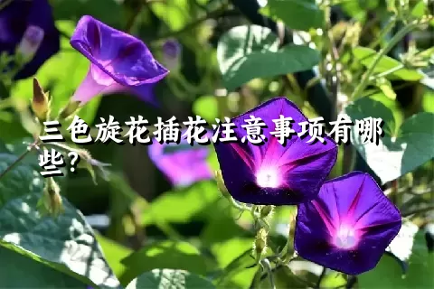 三色旋花插花注意事项有哪些？