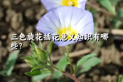 三色旋花插花意义知识有哪些？