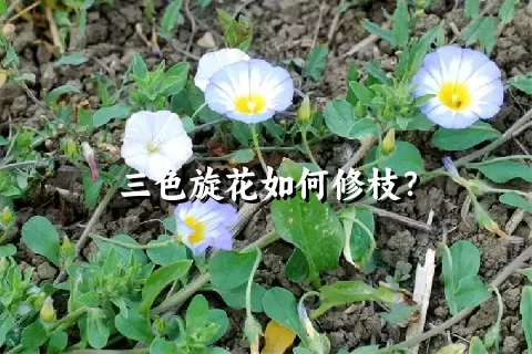 三色旋花如何修枝？