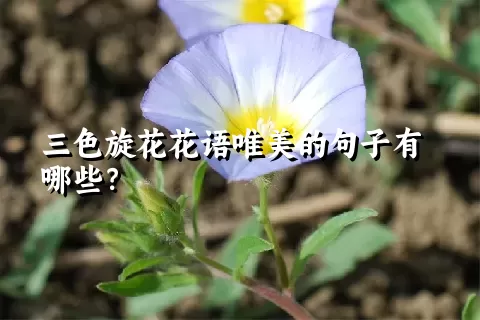 三色旋花花语唯美的句子有哪些？