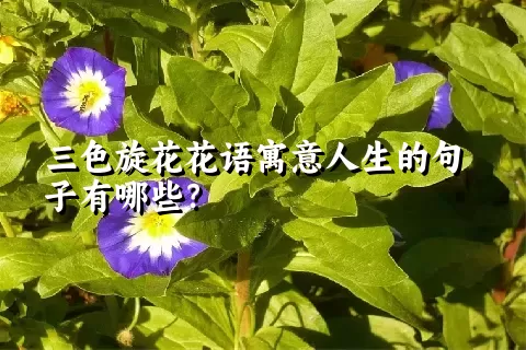 三色旋花花语寓意人生的句子有哪些？