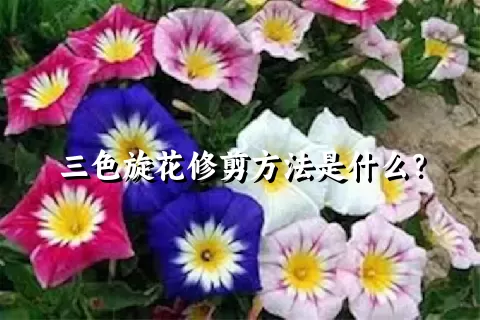 三色旋花修剪方法是什么？