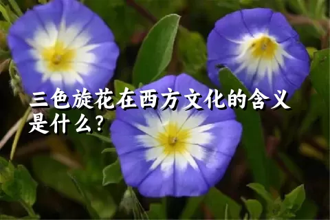 三色旋花在西方文化的含义是什么？