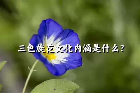 三色旋花文化内涵是什么？