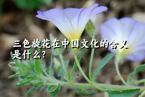 三色旋花在中国文化的含义是什么？