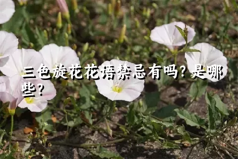 三色旋花花语禁忌有吗？是哪些？