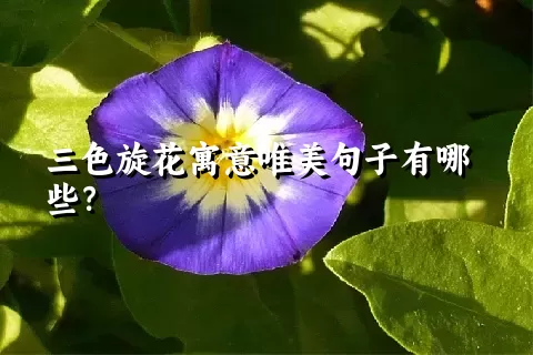 三色旋花寓意唯美句子有哪些？