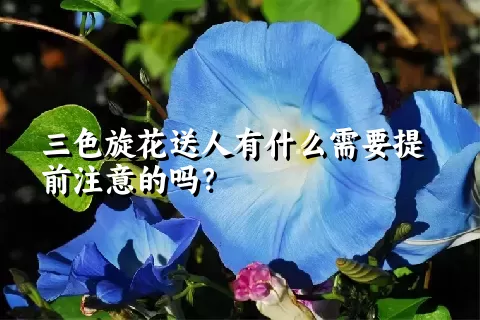 三色旋花送人有什么需要提前注意的吗？