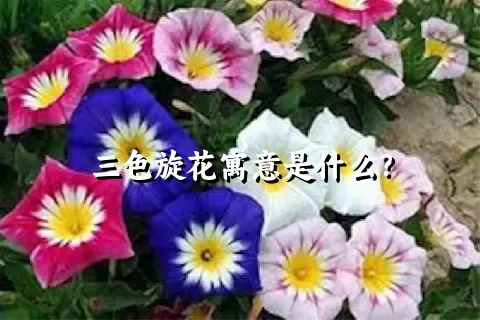 三色旋花寓意是什么？