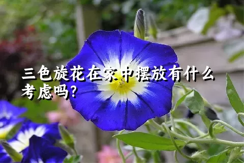 三色旋花在家中摆放有什么考虑吗？