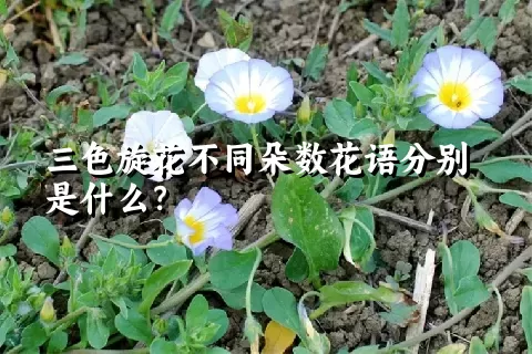 三色旋花不同朵数花语分别是什么？