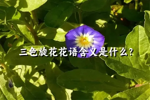 三色旋花花语含义是什么？