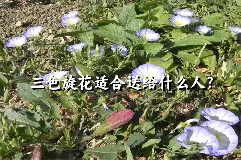 三色旋花适合送给什么人？