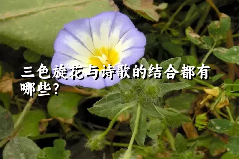 三色旋花与诗歌的结合都有哪些？