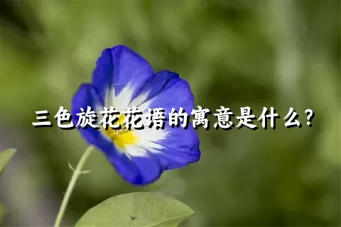 三色旋花花语的寓意是什么？