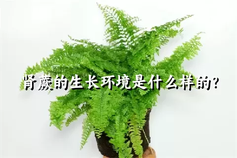 肾蕨的生长环境是什么样的？