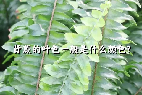 肾蕨的叶色一般是什么颜色？