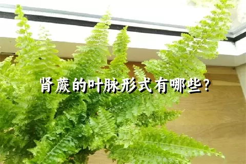 肾蕨的叶脉形式有哪些？