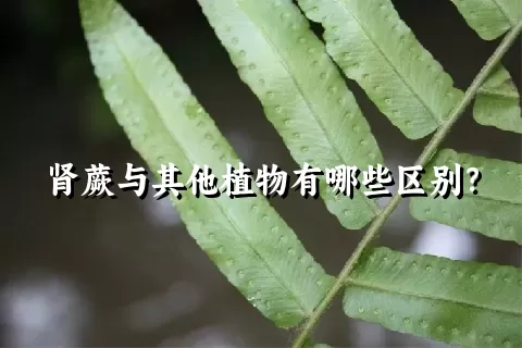 肾蕨与其他植物有哪些区别？