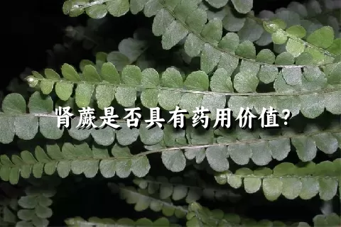 肾蕨是否具有药用价值？