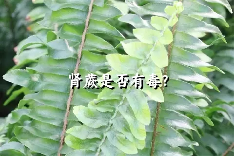 肾蕨是否有毒？