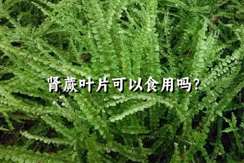 肾蕨叶片可以食用吗？