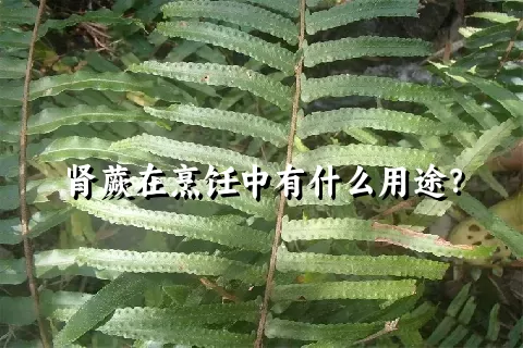 肾蕨在烹饪中有什么用途？