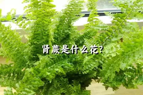 肾蕨是什么花？