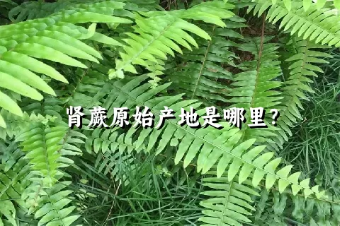 肾蕨原始产地是哪里？