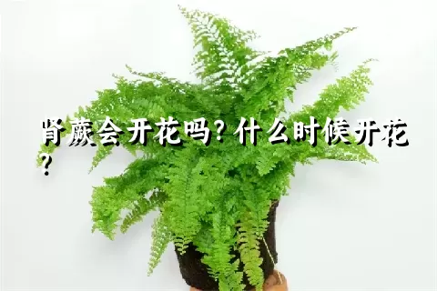 肾蕨会开花吗？什么时候开花？