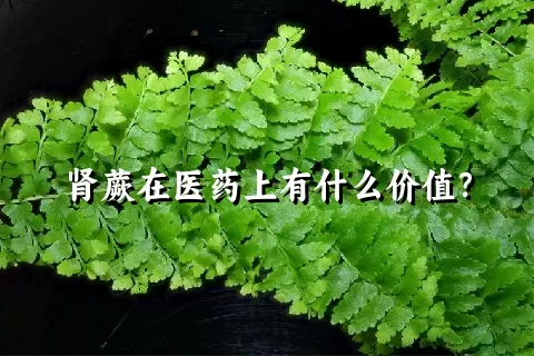 肾蕨在医药上有什么价值？