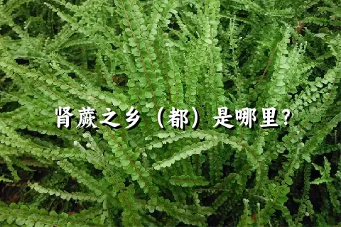 肾蕨之乡（都）是哪里？