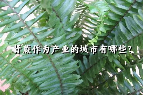 肾蕨作为产业的城市有哪些？