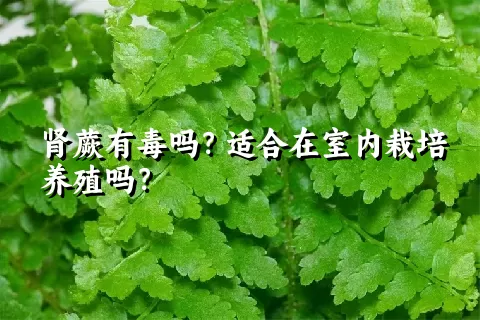 肾蕨有毒吗？适合在室内栽培养殖吗？