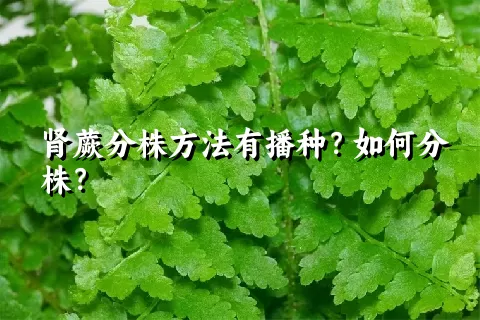 肾蕨分株方法有播种？如何分株？