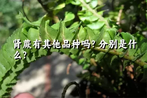 肾蕨有其他品种吗？分别是什么？