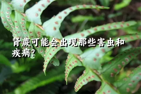 肾蕨可能会出现那些害虫和疾病？