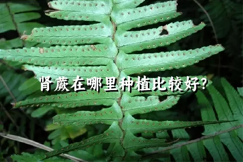 肾蕨在哪里种植比较好？