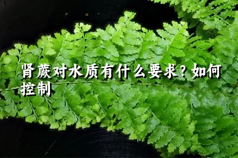 肾蕨对水质有什么要求？如何控制