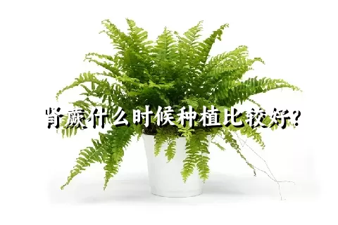 肾蕨什么时候种植比较好？