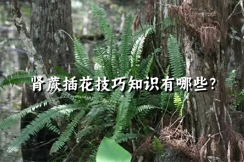 肾蕨插花技巧知识有哪些？