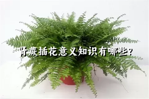 肾蕨插花意义知识有哪些？