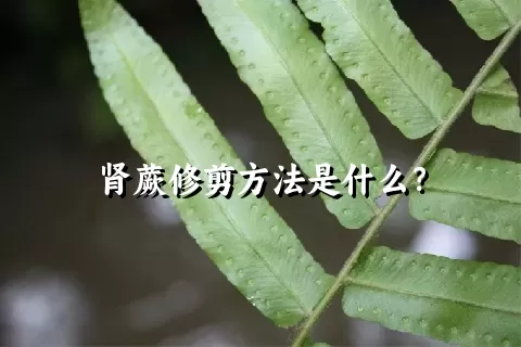 肾蕨修剪方法是什么？